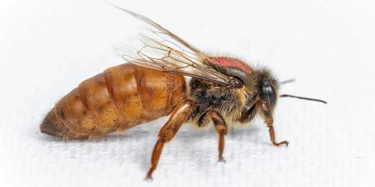 Queen Bees for Sale – Buy a Queen Bee for Strong Hives