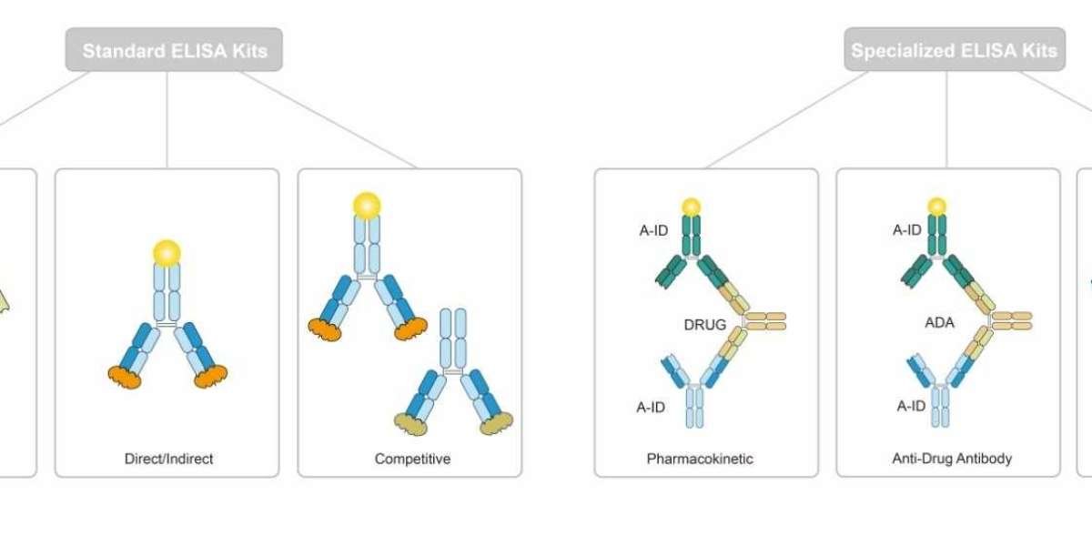 Custom ELISA Kit Development Services for Biopharmaceutical and Diagnostic Research